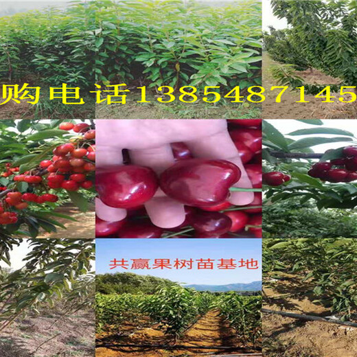 江苏扬州晚熟梨树出售价格、晚熟梨树苗哪里有卖的