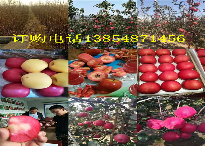 湖南张家界卖的梨树多少钱、梨树苗成品格