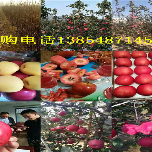 甘肃甘南新品种梨树哪里卖,哪里出售新品种梨树