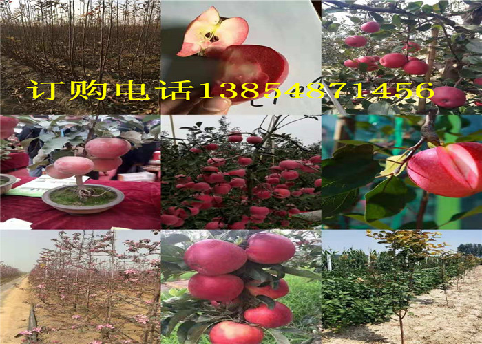广东潮州果树哪里卖,哪里出售果树