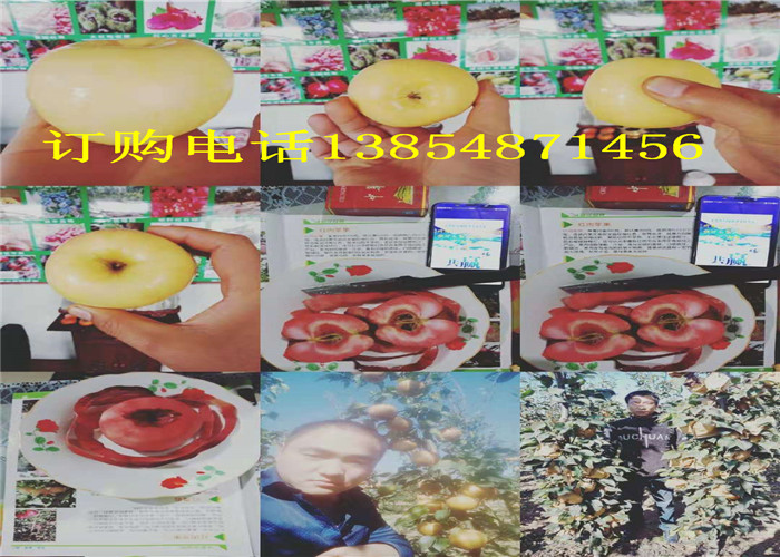 广东潮州哪里有梨树价格是多少钱