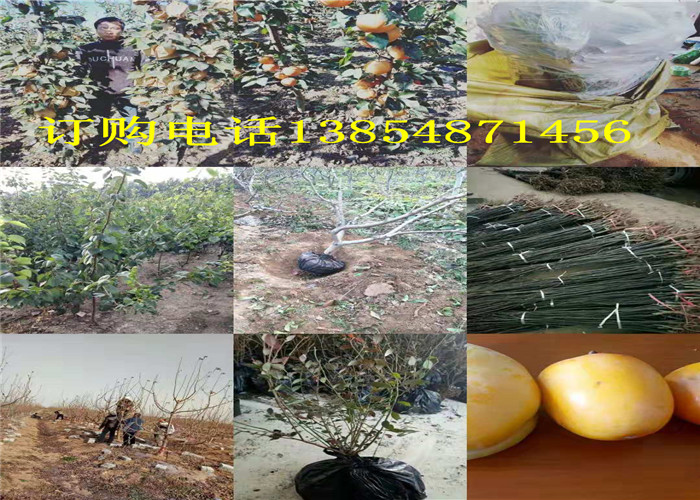 河南漯河新梨树品种哪里有新梨树品种此处卖多少钱
