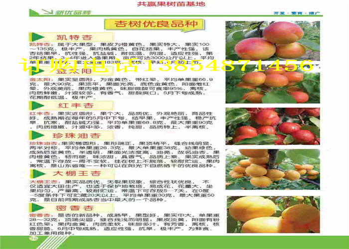 黑龙江双鸭山晚熟梨树出售价格、晚熟梨树苗哪里有卖的