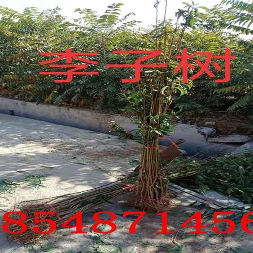 辽宁锦州2年果树苗哪里有、2年果树苗多少钱卖