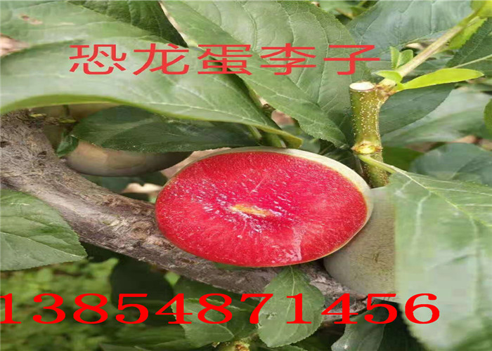 贵州黔南2年梨树哪里有、2年梨树多少钱卖
