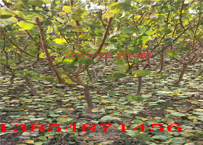 湖北武汉2年果树苗哪里有、2年果树苗多少钱卖