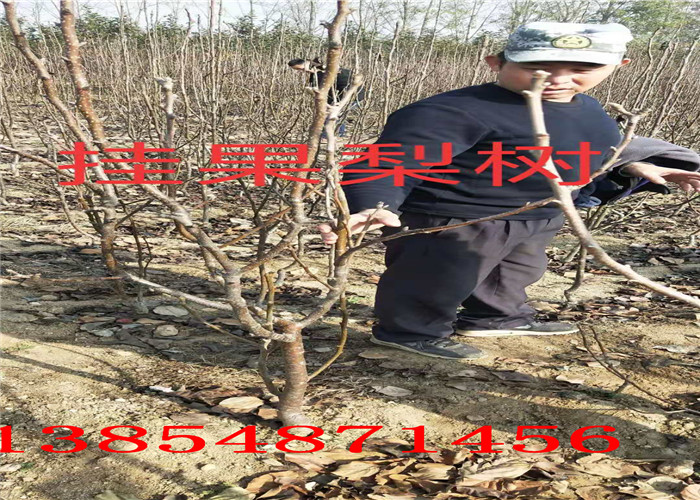 今年哪里有梨枣树苗种植基地