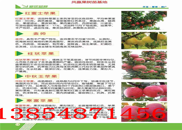 哪里常年出售玉露香梨树多少钱一棵