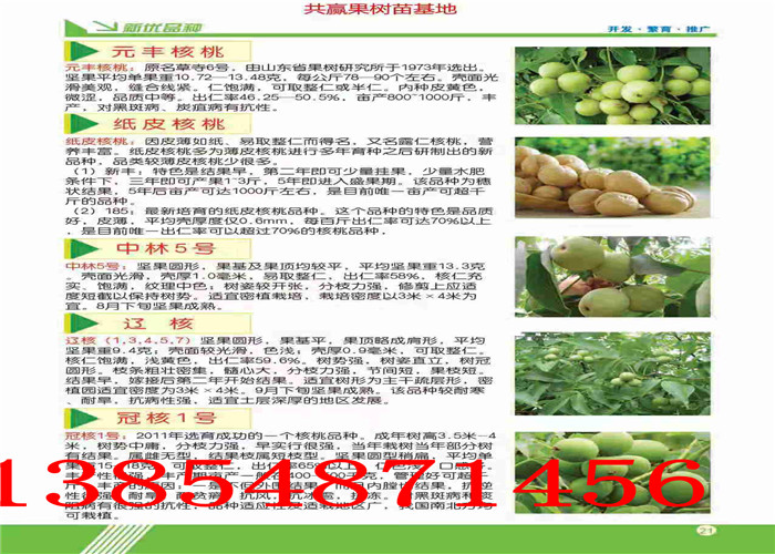 黑龙江大庆2年果树哪里有、2年果树多少钱卖