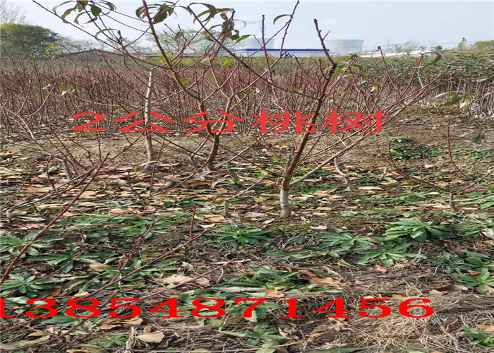 湖北武汉2年果树苗哪里有、2年果树苗多少钱卖