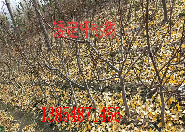 辽宁锦州2年果树苗哪里有、2年果树苗多少钱卖