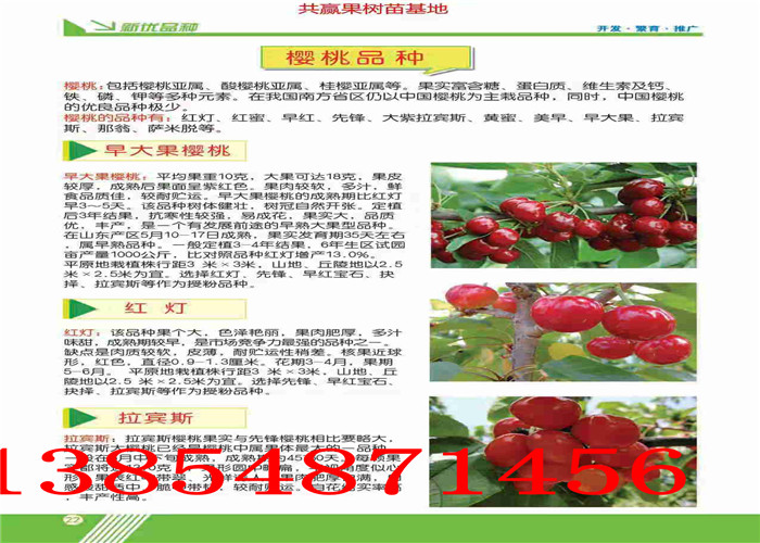 贵州黔南2年梨树哪里有、2年梨树多少钱卖