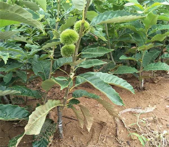 四川泸州石榴树格、新品种石榴树育苗基地