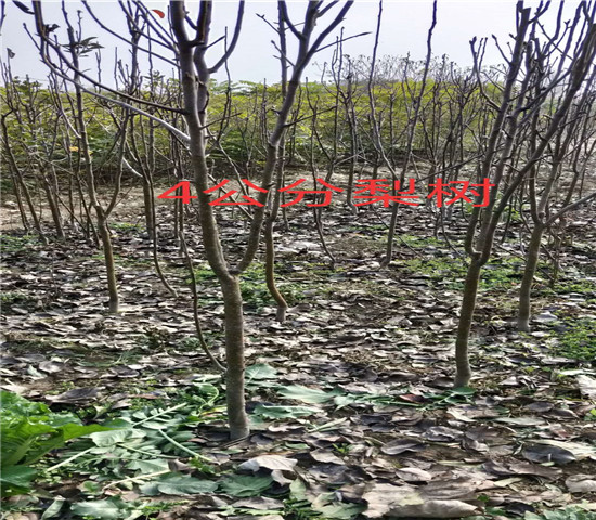 湖北十堰无花果树育苗基地_2年新品种无花果树苗报价