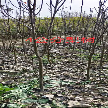 贵州铜仁晚秋梨树基地能卖多少钱-果树批发