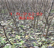 四川泸州卖的5年蓝莓苗多少钱_果树苗育苗基地图片2