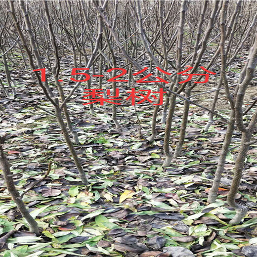 安徽滁州李子树批发价格、新品种李子树育苗基地