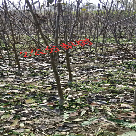 新疆乌鲁木齐卖的2年梨树多少钱_3年梨树批发价