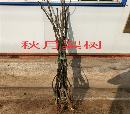 山西忻州杏树格、新品种杏树育苗基地