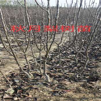 浙江台州卖的2年蓝莓苗多少钱_果树苗育苗基地