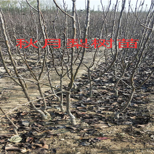 安徽淮北李子树基地能卖多少钱-果树批发