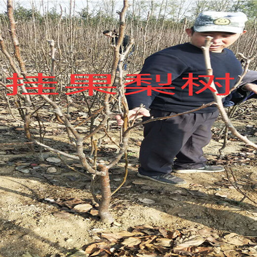 安徽淮南5年蓝莓苗能卖多少钱-果树批发