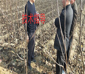 湖南永州3年蓝莓苗能卖多少钱-果树批发图片1