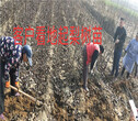 新疆喀什无花果树批发价格、新品种无花果树育苗基地