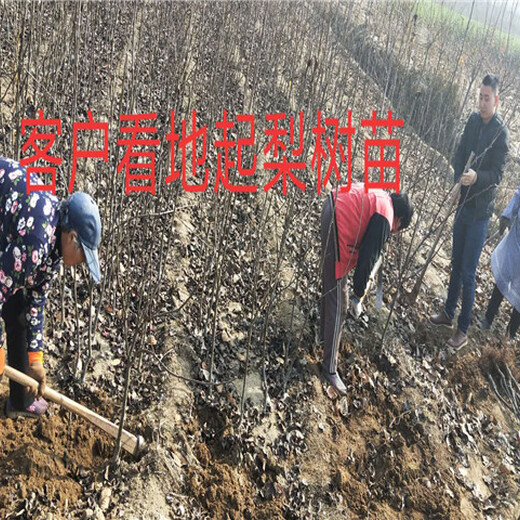 四川泸州晚秋梨树批发价格、新品种晚秋梨树育苗基地