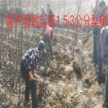 广西梧州秋月梨树基地能卖多少钱-果树批发