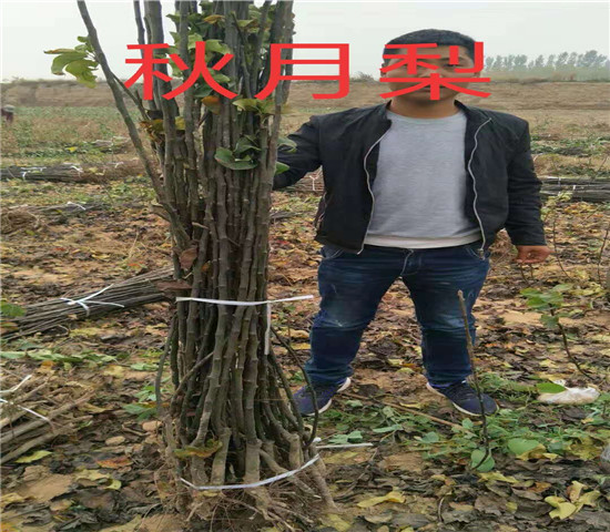 山南组培蓝莓苗育苗基地-果树苗单价多少钱