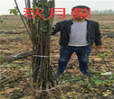 广东珠海李子树批发价格、新品种李子树育苗基地