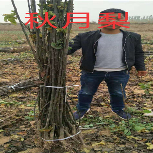 西藏阿里柿子树基地能卖多少钱-果树批发