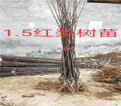 湖南永州3年蓝莓苗能卖多少钱-果树批发图片4