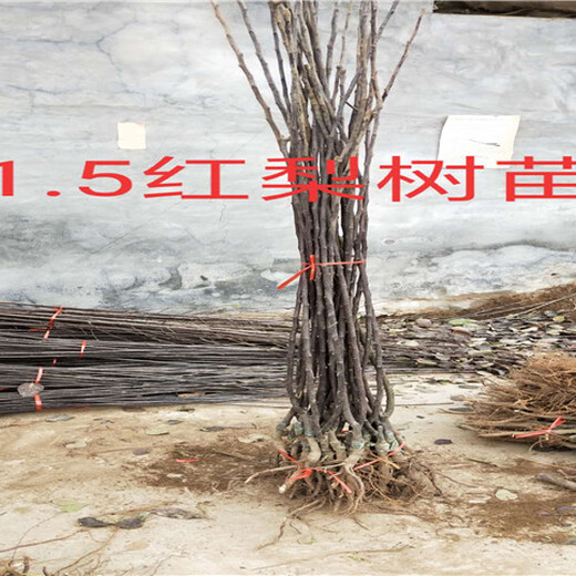 江苏扬州卖的2年板栗树多少钱_3年板栗树批发价