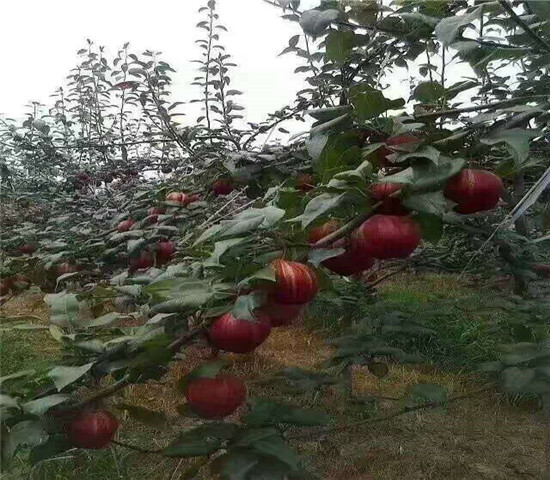 湖北十堰无花果树育苗基地_2年新品种无花果树苗报价