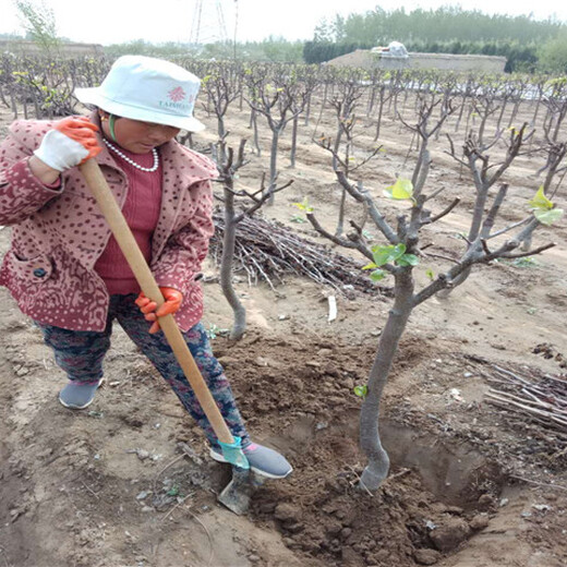 浙江温州3年蓝莓苗育苗基地-果树苗单价多少钱