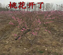 广西钦州柿子树基地能卖多少钱-果树批发图片