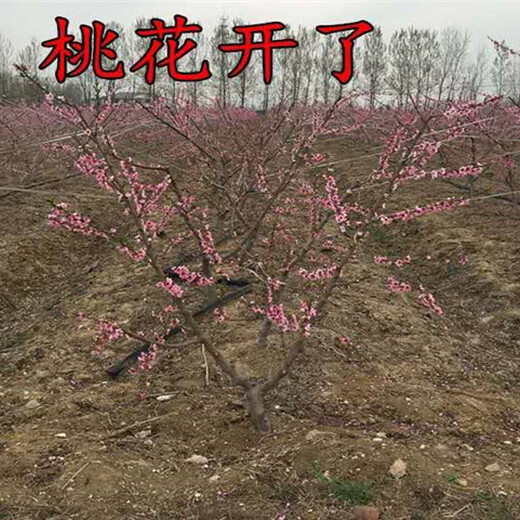 江苏盐城卖的2年蓝莓苗多少钱_果树苗育苗基地