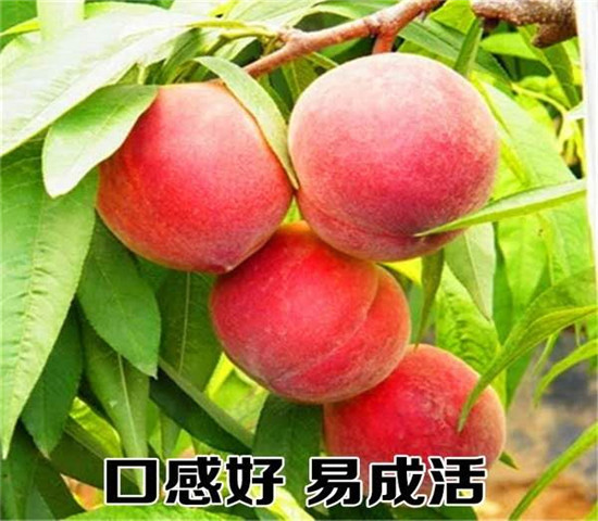 河北邢台5年蓝莓苗育苗基地-果树苗单价多少钱