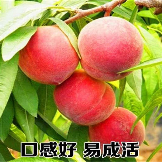 浙江衢州卖的秋月梨树多少钱、新品种秋月梨树苗怎么批发