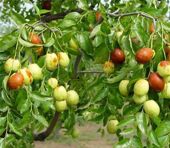 广东清远卖的柿子树多少钱、新品种柿子树苗怎么批发
