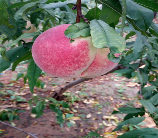 广东珠海卖的晚熟梨树多少钱、新品种晚熟梨树苗怎么批发