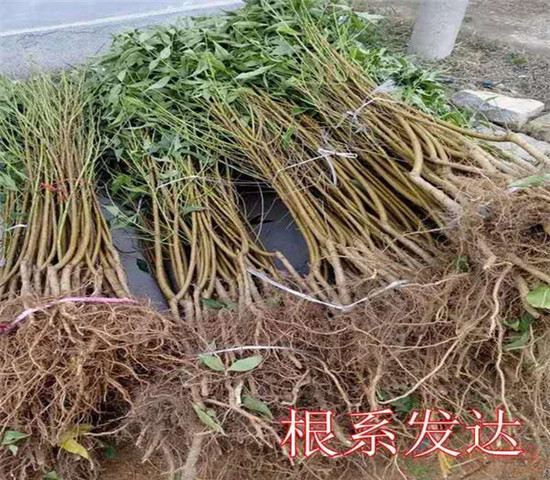 甘肃张掖卖的5年蓝莓苗多少钱_果树苗育苗基地