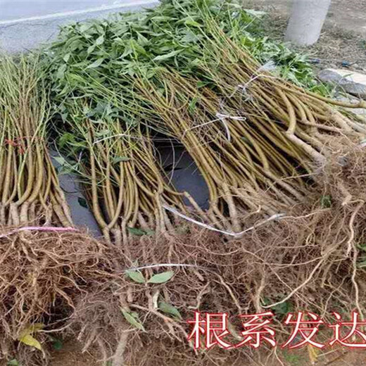 江苏泰州卖的石榴树多少钱、新品种石榴树苗怎么批发