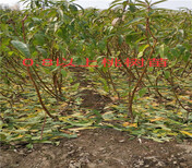 湖南永州3年蓝莓苗能卖多少钱-果树批发图片2
