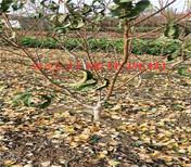 四川攀枝花卖的蓝莓苗多少钱_果树苗育苗基地图片5