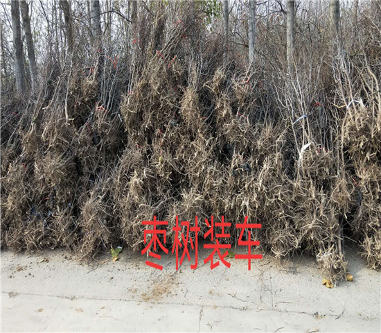 湖南永州无花果树基地能卖多少钱-果树批发