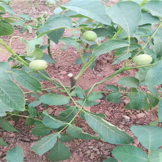 安徽滁州蓝莓苗哪里有买_蓝莓苗育苗基地