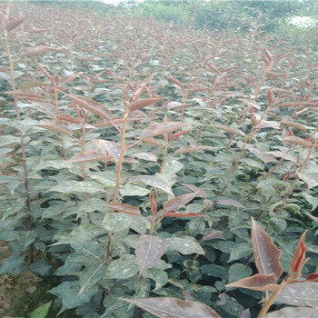 四川攀枝花5年蓝莓苗哪里有买_5年蓝莓苗育苗基地